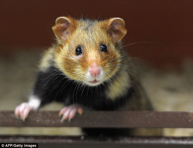 Chuột Hamster tại Pháp đang biến thành những sát thủ máu lạnh vì một loại thực vật cực kỳ phổ biến - Ảnh 3.
