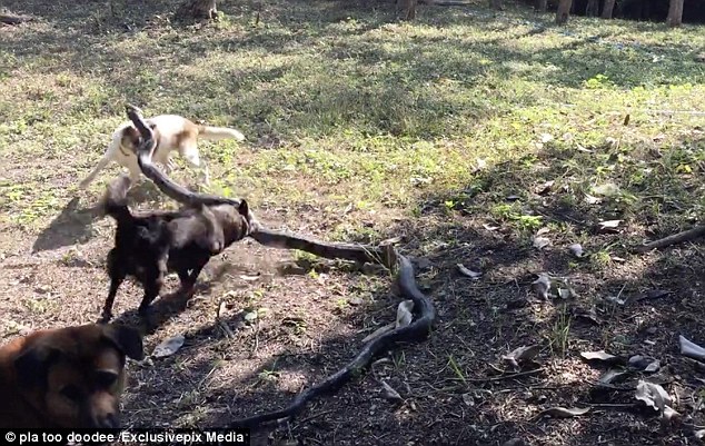 Video: Seeing their owner threatened by a cobra, 4 brave dogs rushed in to attack despite the danger - Photo 3.