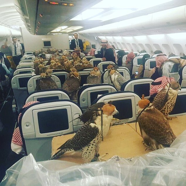 80 chú chim ưng chễm chệ trên khoang máy bay của hãng Qatar, người dùng mạng quốc tế được phen mắt tròn mắt dẹt - Ảnh 1.
