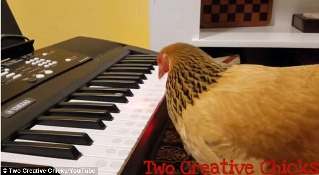 Dẹp hết &acirc;u lo để lắng nghe bản nhạc piano do g&agrave; m&aacute;i đ&aacute;nh - Ảnh 3.