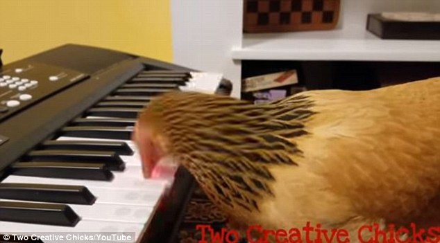 Dẹp hết &acirc;u lo để lắng nghe bản nhạc piano do g&agrave; m&aacute;i đ&aacute;nh - Ảnh 2.
