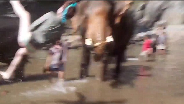 Video: Hãi hùng cảnh cô gái đang tắm cho voi thì bị húc văng về phía trước - Ảnh 2.
