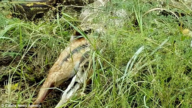 Video: Trăn khổng lồ há mồm, cả một con nai chui ra - Ảnh 3. Video: Trăn khổng lồ há mồm, cả một con nai chui ra - Ảnh 3.