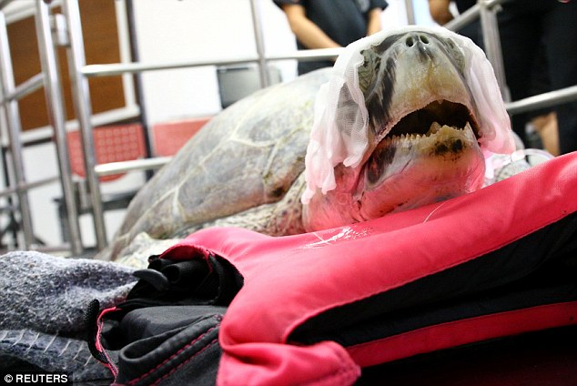 Người Thái Lan đau lòng khi con rùa nuốt gần 1.000 đồng xu qua đời vì biến chứng sau ca phẫu thuật - Ảnh 2.