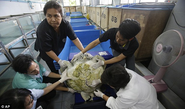 Người Thái Lan đau lòng khi con rùa nuốt gần 1.000 đồng xu qua đời vì biến chứng sau ca phẫu thuật - Ảnh 9.
