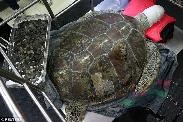 Người Thái Lan đau lòng khi con rùa nuốt gần 1.000 đồng xu qua đời vì biến chứng sau ca phẫu thuật - Ảnh 7.