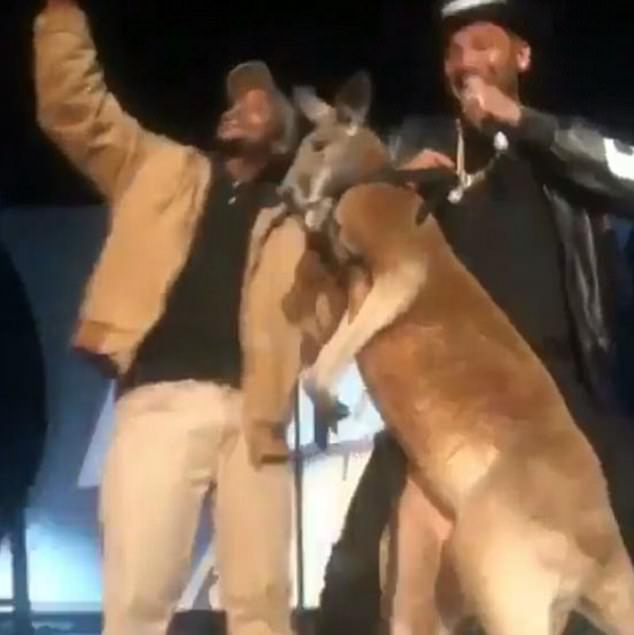 Bị đưa lên sân khấu biểu diễn, kangaroo bực mình táng thẳng vào mặt nam diễn viên hài - Ảnh 2.