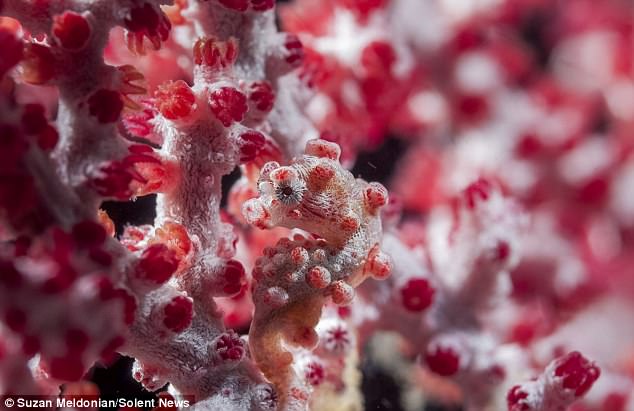Ẩn dưới rạn san hô này là 1 sinh vật có tài ngụy trang thần kỳ, chỉ có người tinh mắt mới nhận ra được thôi - Ảnh 3.