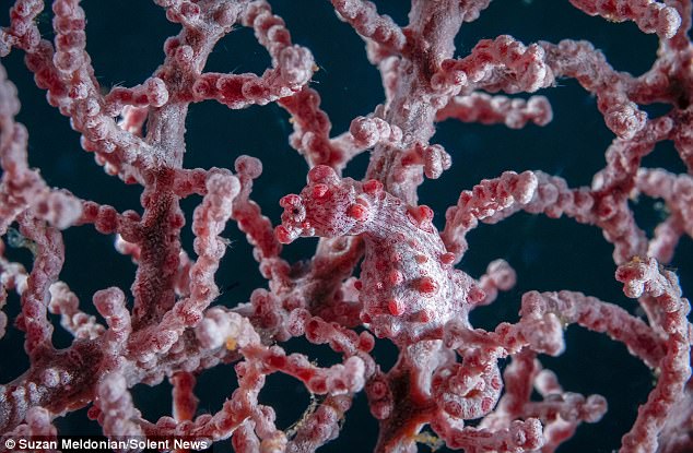 Ẩn dưới rạn san hô này là 1 sinh vật có tài ngụy trang thần kỳ, chỉ có người tinh mắt mới nhận ra được thôi - Ảnh 1.