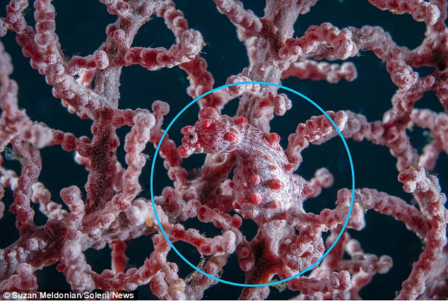 Ẩn dưới rạn san hô này là 1 sinh vật có tài ngụy trang thần kỳ, chỉ có người tinh mắt mới nhận ra được thôi - Ảnh 2.