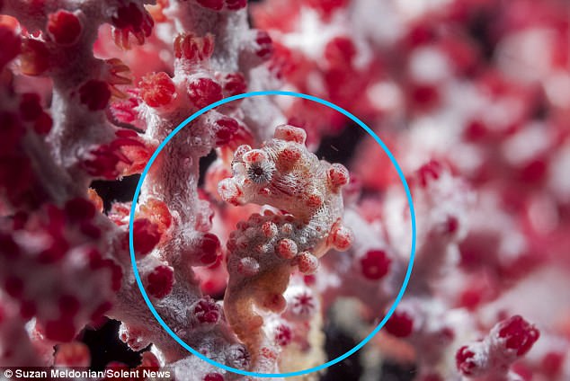 Ẩn dưới rạn san hô này là 1 sinh vật có tài ngụy trang thần kỳ, chỉ có người tinh mắt mới nhận ra được thôi - Ảnh 4.