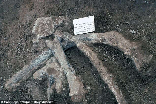 Tìm ra hóa thạch có khả năng viết lại toàn bộ lịch sử về con người - Ảnh 1.