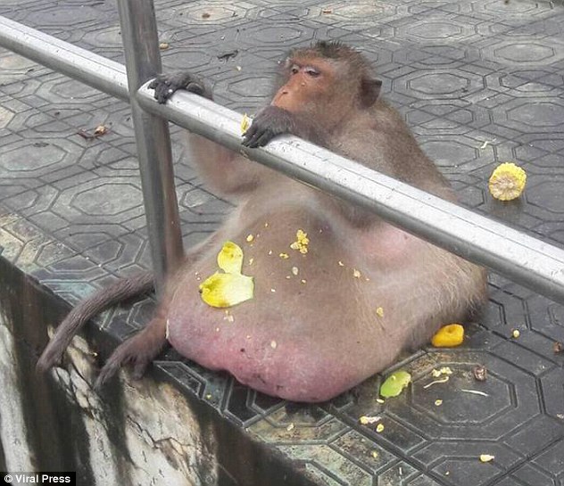 Chú khỉ béo ú ăn thủng nồi trôi rế hết hoa quả của đồng bọn trong sở thú - Ảnh 2.