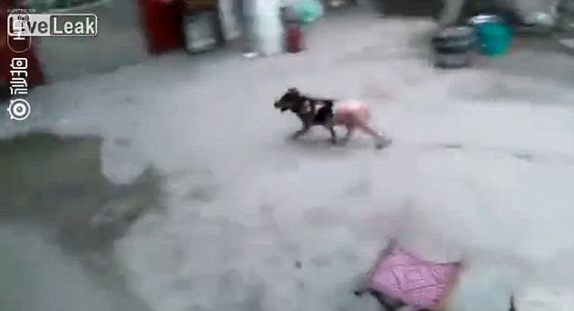 Video chú chó vùng dậy chạy thoát dù bị luộc sống, vặt lông khiến nhiều người xót xa - Ảnh 2.
