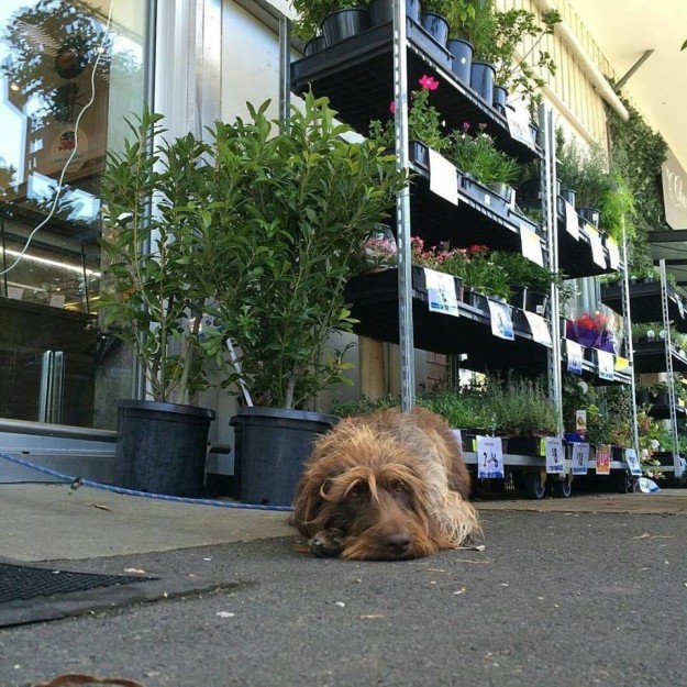 Hình ảnh những chú chó buồn bã chờ đợi chủ trên phố sẽ khiến bạn bật khóc - Ảnh 7.