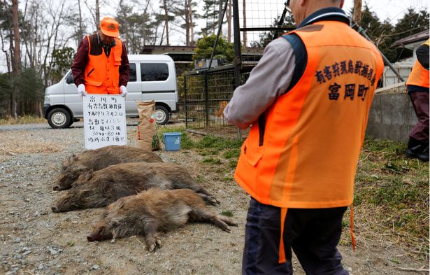 Hiểm họa lợn rừng nhiễm phóng xạ hạt nhân ngày càng liều lĩnh và hung dữ - Ảnh 4.