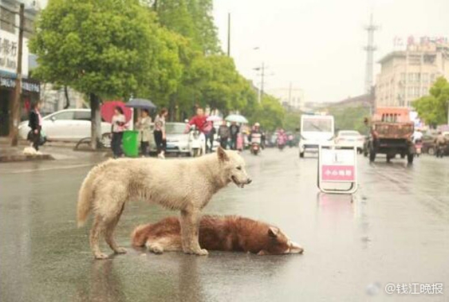 Chú chó tình nghĩa ra sức bảo vệ và lay người bạn đã chết dậy - Ảnh 2.