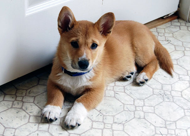 17 nàng chó corgi đã lừa lấy chồng cao mà con đẻ ra vẫn không thoát khỏi kiếp chân ngắn - Ảnh 23.