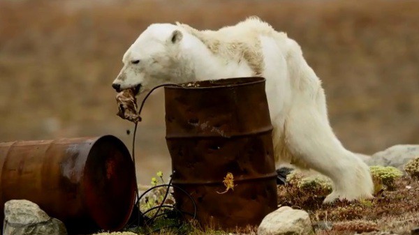Clip đau lòng về chú gấu trắng Bắc Cực chỉ còn da bọc xương, nằm chờ chết giữa vùng đất khô cằn - Ảnh 5.