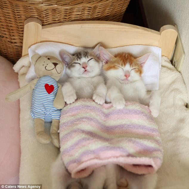 Hai em mèo đáng yêu phải lên giường đắp chăn ngủ cạnh nhau mới chịu