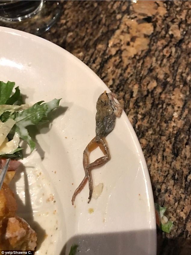 Phát hiện con ếch chết trên đĩa salad, thực khách không được bồi thường, lại còn phải trả tiền đồ uống - Ảnh 2.