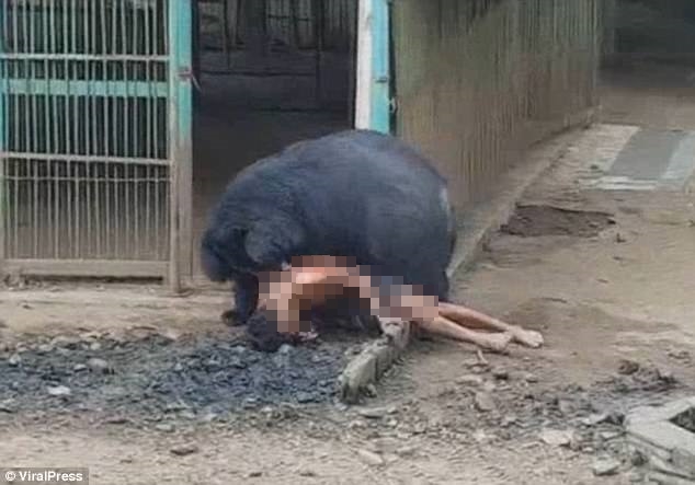 Thái Lan: Du khách sống sót đầy kỳ tích sau khi bị một con gấu lôi vào trong chuồng - Ảnh 2.