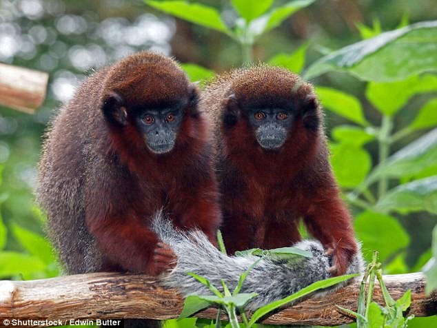 Xác nhận gần 400 loài vật mới được tìm thấy tại Amazon, nhưng vì sao đó lại là tin không vui? - Ảnh 2.