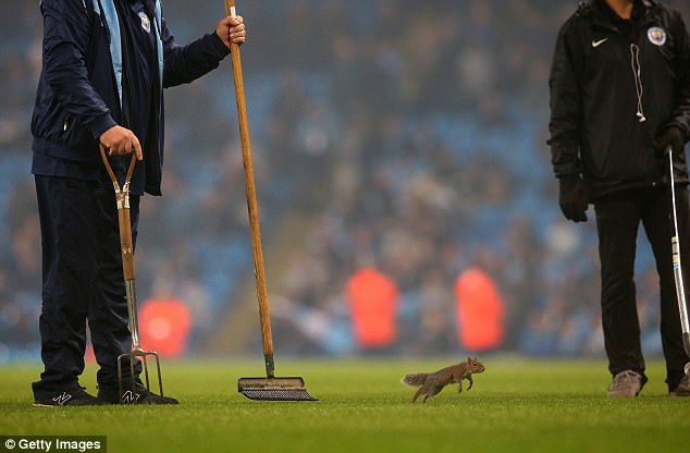 Chú sóc bướng bỉnh gây náo loạn trước trận đấu của Man City - Ảnh 2.