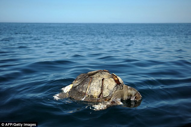 Bí ẩn hàng trăm con rùa biển chết nổi lềnh phềnh trên Thái Bình Dương - Ảnh 2.