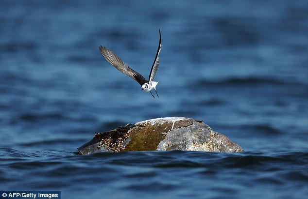 Bí ẩn hàng trăm con rùa biển chết nổi lềnh phềnh trên Thái Bình Dương - Ảnh 1.