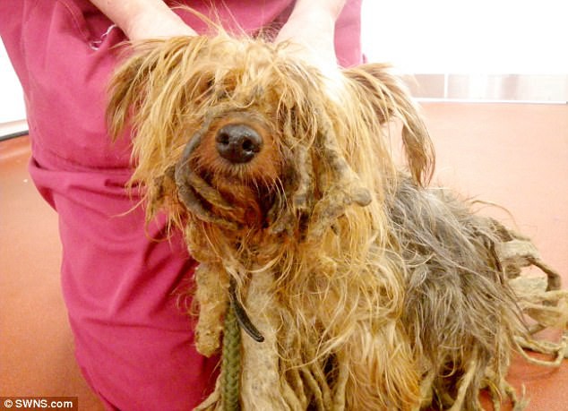 Chú chó không được xén lông suốt 13 năm, người chủ bị phạt cả đời không được nuôi động vật - Ảnh 1.