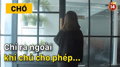 Sự kh&aacute;c biệt ho&agrave;n to&agrave;n giữa #team nu&ocirc;i ch&oacute; v&agrave; #team nu&ocirc;i m&egrave;o! - Ảnh 18.