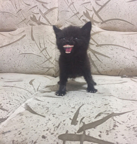 Đang buồn đang chán, 10 bức ảnh chế chú mèo đen khó tính này sẽ giúp bạn cười không ngớt - Ảnh 10.