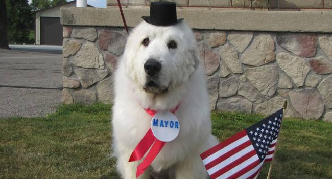 Chuyện thật không đùa: những chú chó, mèo được làm thị trưởng - Ảnh 4.