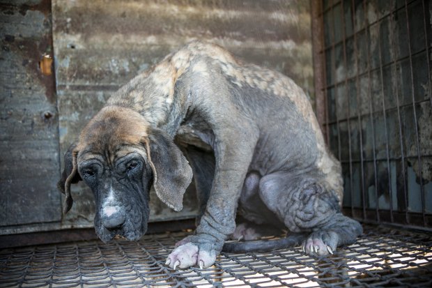 Hàn Quốc: Giải cứu thành công 149 chú chó sắp bị giết thịt mang ra chợ bán - Ảnh 5.