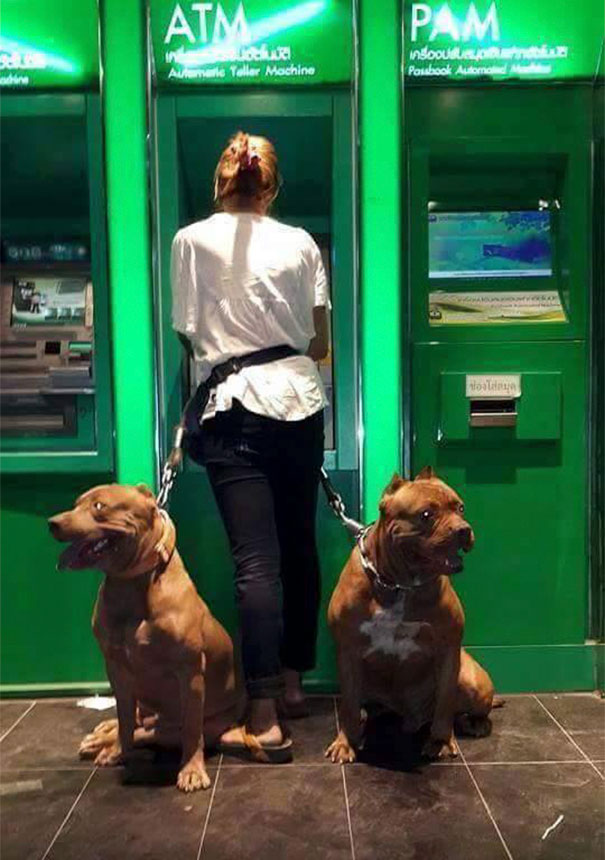 Những chú chó vào vai bảo kê máu mặt tại các cây ATM vào ban đêm - Ảnh 15.