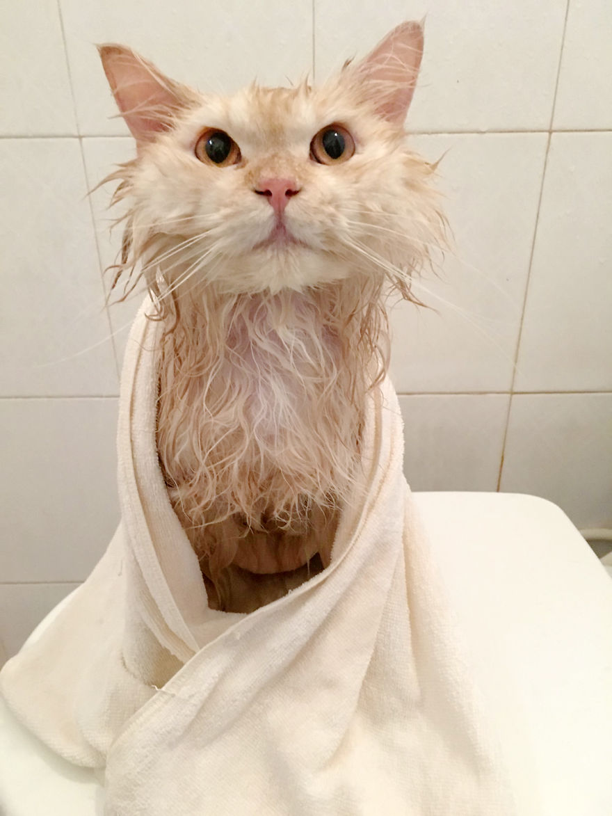 Gặp gỡ chú mèo cute thích tắm táp nhất quả đất - Ảnh 14.