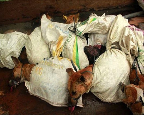 Khung cảnh man rợ trong khu trại thịt chó như địa ngục trần gian tại Indonesia - Ảnh 6.