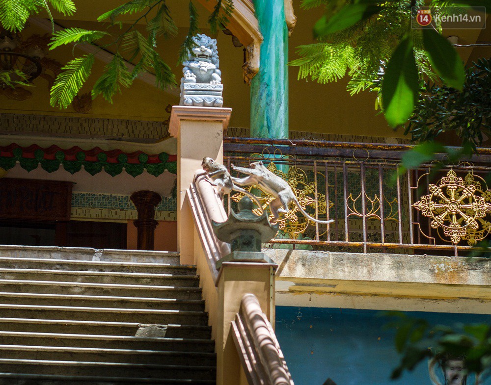 Chùm ảnh: Chuyện về đàn khỉ đuôi dài nương náu trong ngôi chùa ở Vũng Tàu, sống nhờ thức ăn của du khách - Ảnh 5. Chùm ảnh: Chuyện về đàn khỉ đuôi dài nương náu trong ngôi chùa ở Vũng Tàu, sống nhờ thức ăn của du khách - Ảnh 5.