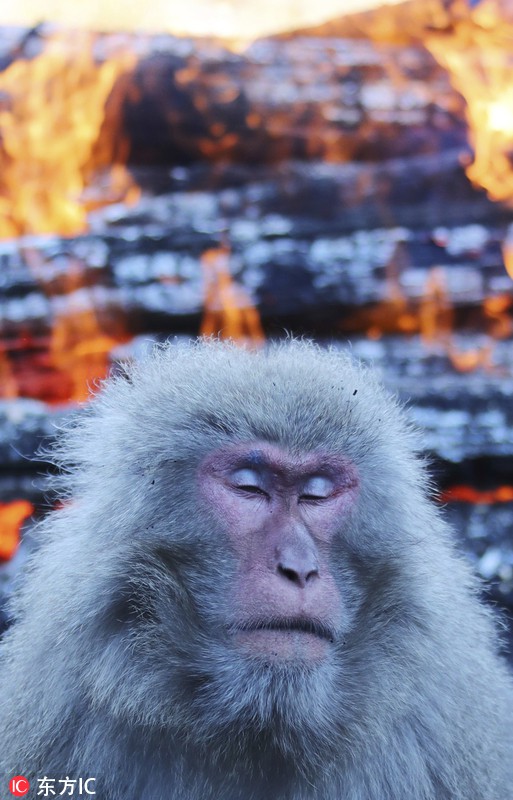 Thời tiết giá lạnh, khỉ ở Nhật Bản rủ nhau ngâm suối nước nóng, đốt lửa trại nướng khoai ăn - Ảnh 5.