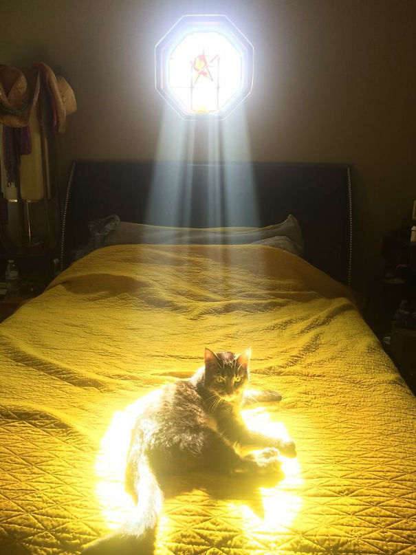 16 bức ảnh chứng minh mèo và nắng là cặp đôi sinh ra vì nhau - Ảnh 1.