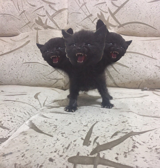 Đang buồn đang chán, 10 bức ảnh chế chú mèo đen khó tính này sẽ giúp bạn cười không ngớt - Ảnh 8.