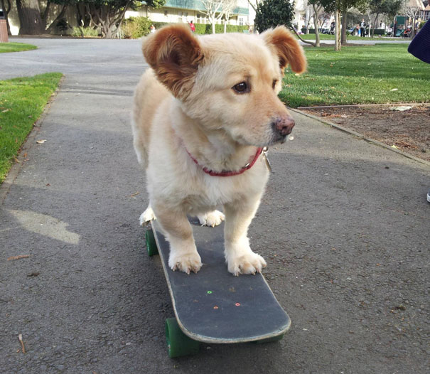 17 nàng chó corgi đã lừa lấy chồng cao mà con đẻ ra vẫn không thoát khỏi kiếp chân ngắn - Ảnh 27.