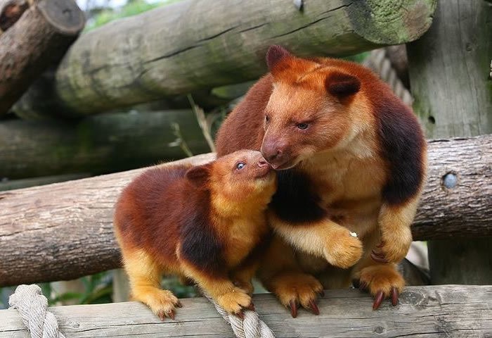 Hóa ra Úc còn có loài chuột túi ôm cây đáng yêu dã man - Ảnh 11. Hóa ra Úc còn có loài chuột túi ôm cây đáng yêu dã man - Ảnh 11.
