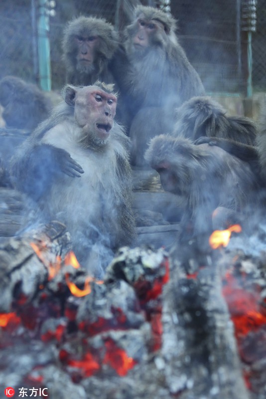 Thời tiết giá lạnh, khỉ ở Nhật Bản rủ nhau ngâm suối nước nóng, đốt lửa trại nướng khoai ăn - Ảnh 9.
