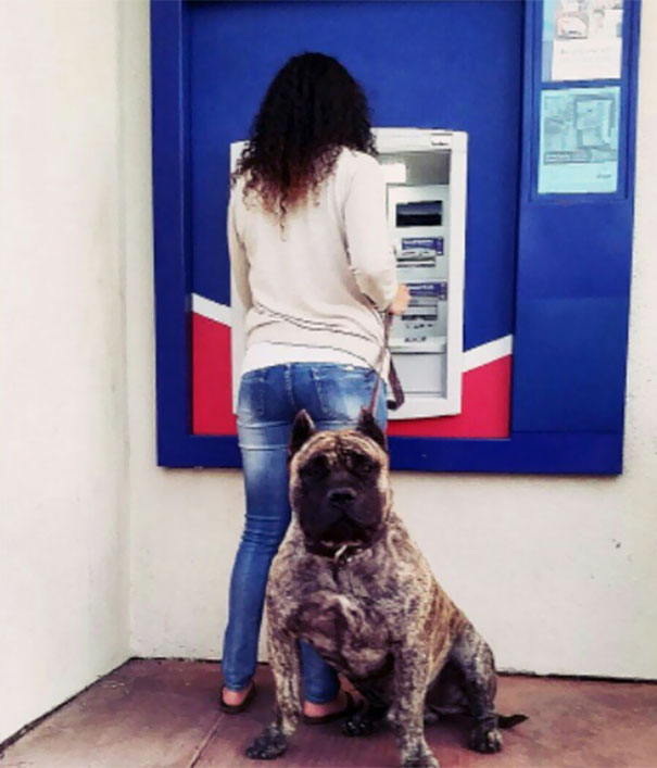 Những chú chó vào vai bảo kê máu mặt tại các cây ATM vào ban đêm - Ảnh 11.
