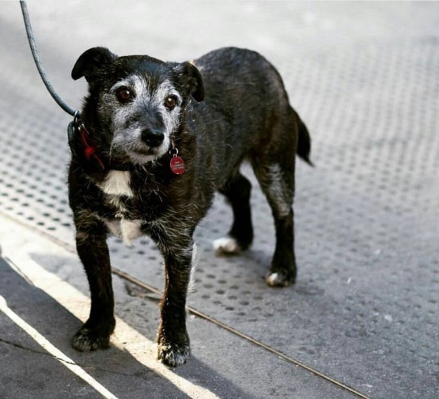 Hình ảnh những chú chó buồn bã chờ đợi chủ trên phố sẽ khiến bạn bật khóc - Ảnh 15.