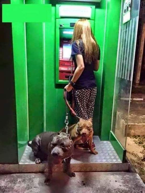 Những chú chó vào vai bảo kê máu mặt tại các cây ATM vào ban đêm - Ảnh 9.