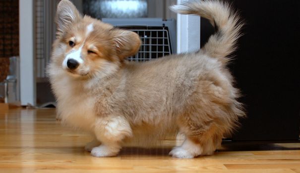 17 nàng chó corgi đã lừa lấy chồng cao mà con đẻ ra vẫn không thoát khỏi kiếp chân ngắn - Ảnh 33.