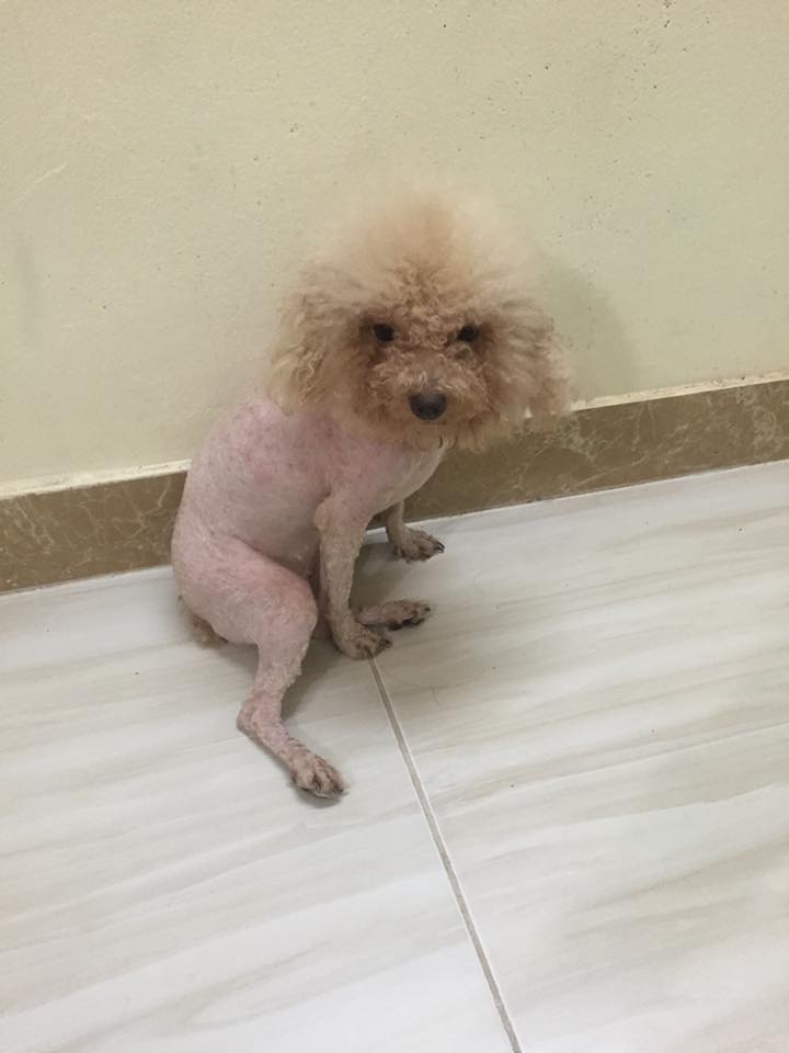 Thằng nô với con sen dụ các boss cạo lông một tý cho mát, và đây là cái tý của chúng nó - Ảnh 33. Thằng nô với con sen dụ các boss cạo lông một tý cho mát, và đây là cái tý của chúng nó - Ảnh 33.